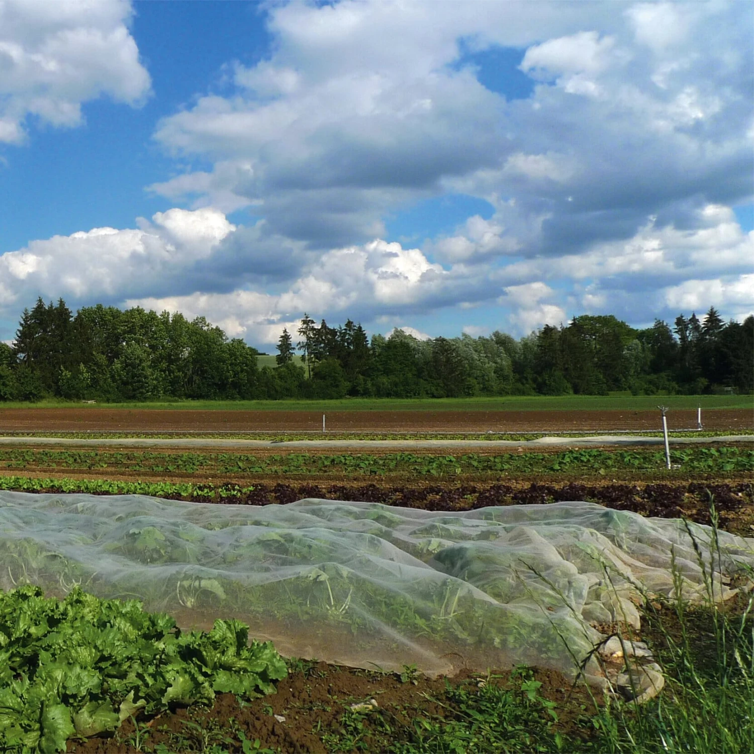 Bedek Gaas Katoen 3 Bedek Gaas Katoen - Afbeelding 3