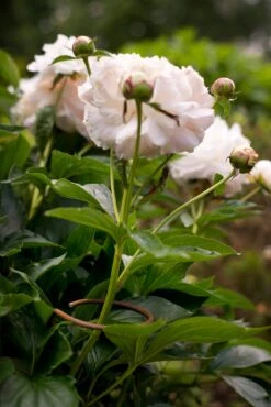 Bloem Steun Ijzerdraad 5 Bloem Steun Ijzerdraad -Tuini Winkel bloem steun ijzerdraad 2