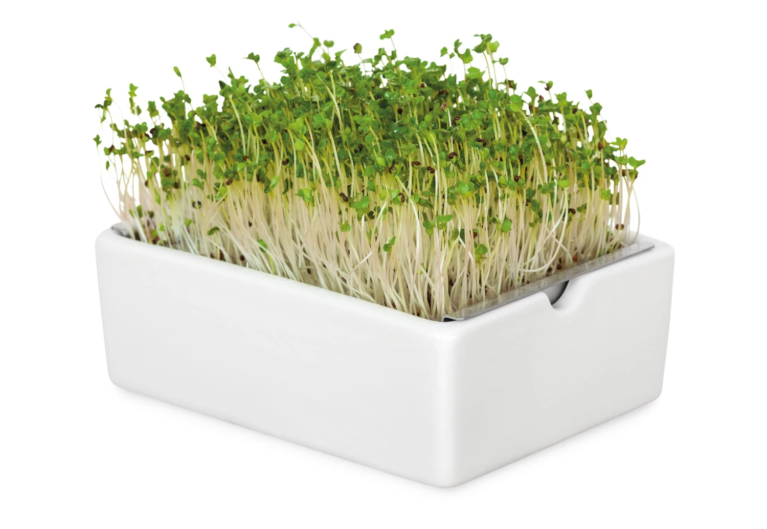 Groei Set Microgreens 5 Groei Set Microgreens - Afbeelding 5