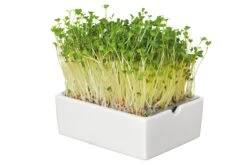 Groei Set Microgreens 14 Groei Set Microgreens -Tuini Winkel groei set microgreens 5