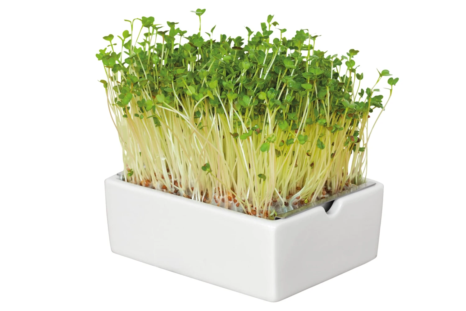 Groei Set Microgreens 6 Groei Set Microgreens - Afbeelding 6