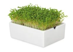 Groei Set Microgreens 15 Groei Set Microgreens -Tuini Winkel groei set microgreens 6