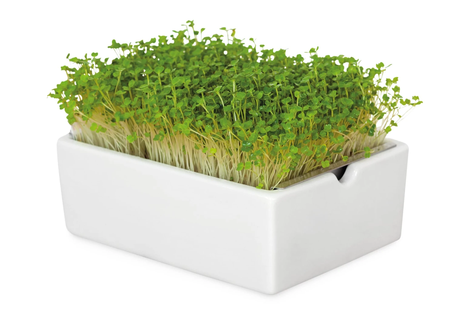 Groei Set Microgreens 7 Groei Set Microgreens - Afbeelding 7