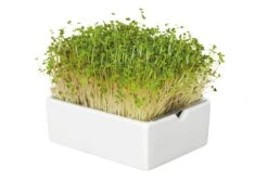 Groei Set Microgreens 17 Groei Set Microgreens -Tuini Winkel groei set microgreens 8