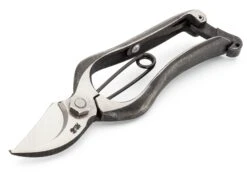 Kleine Japanse Roosenschaar