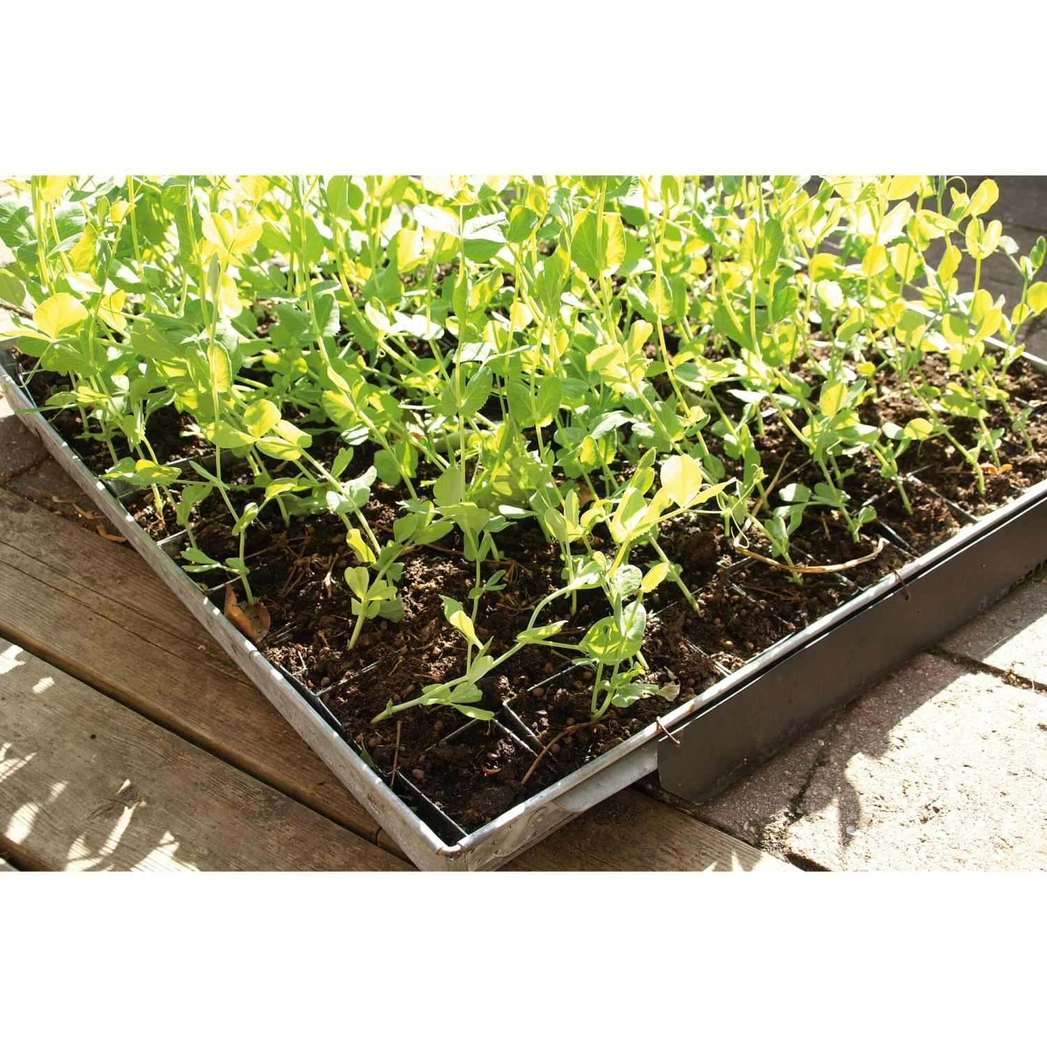 Kweekplaat Met Individuele Potten, Breed 3 Kweekplaat Met Individuele Potten, Breed - Afbeelding 3