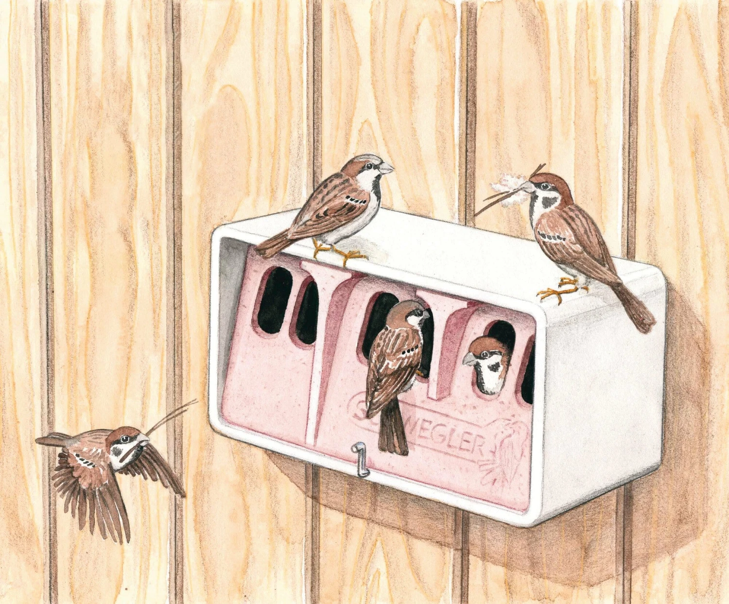 Muskolonie Huis Hout Beton 2 Muskolonie Huis Hout Beton - Afbeelding 2