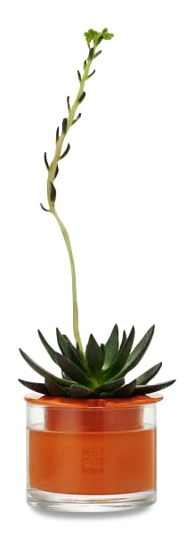 Natte Pot Systemen Planter, Ø 12 Cm 3 Natte Pot Systemen Planter, Ø 12 Cm - Afbeelding 3