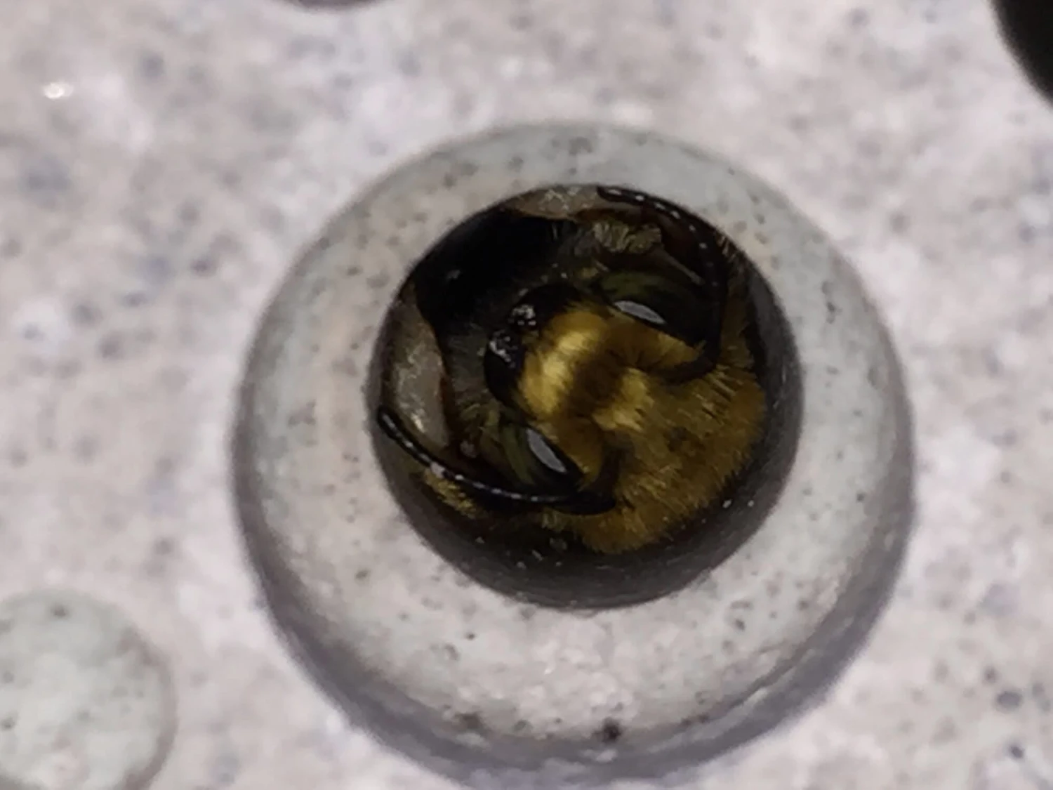 Nesthulp Bijensteen®, Lichtgrijs 11 Nesthulp Bijensteen®, Lichtgrijs - Afbeelding 11