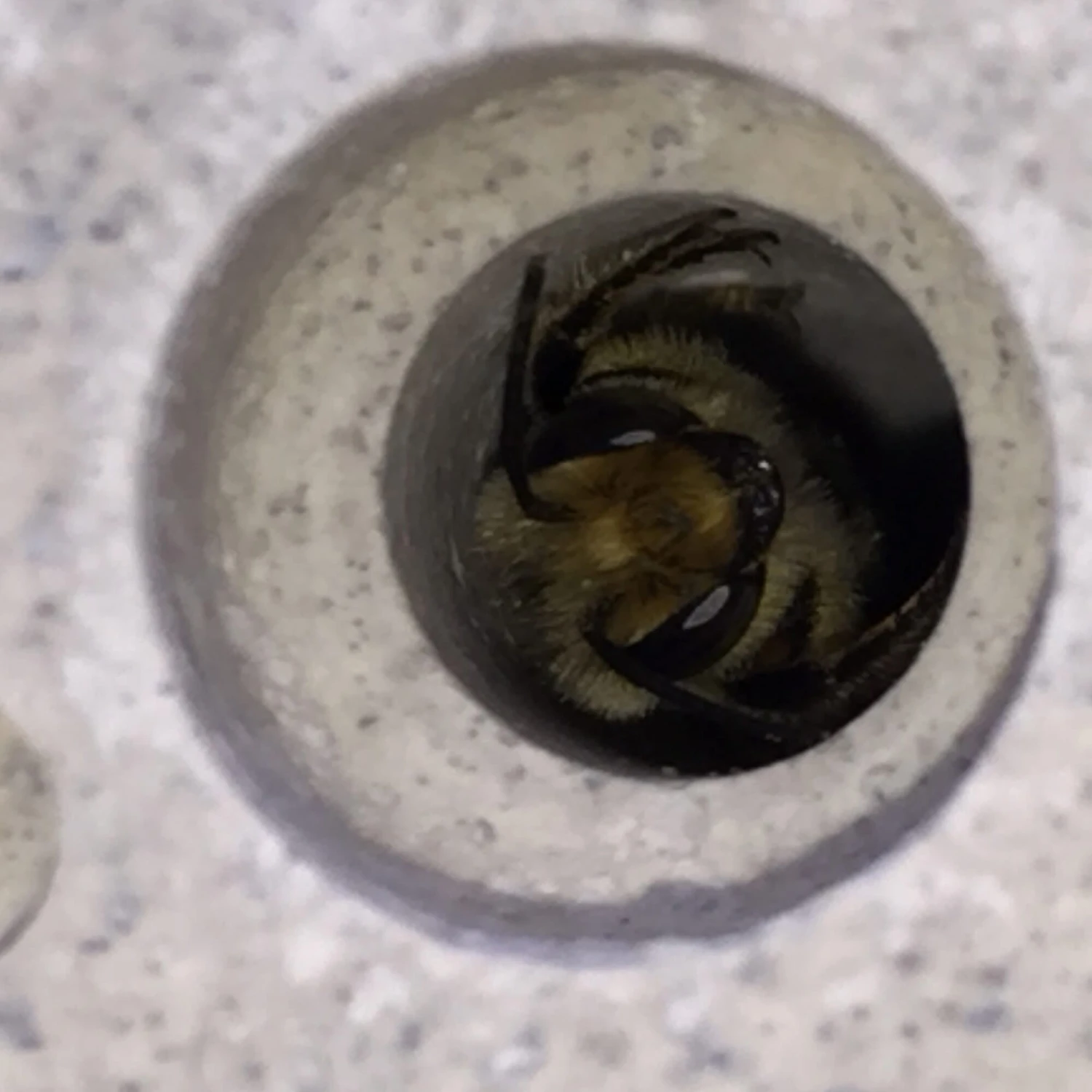 Nesthulp Bijensteen®, Lichtgrijs 12 Nesthulp Bijensteen®, Lichtgrijs - Afbeelding 12