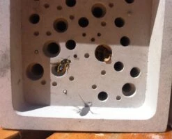 Nesthulp Groot Bijenblok, Lichtgrijs 19 Nesthulp Groot Bijenblok, Lichtgrijs -Tuini Winkel nesthulp groot bijenblok 6