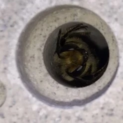 Nesthulp Groot Bijenblok, Lichtgrijs 20 Nesthulp Groot Bijenblok, Lichtgrijs -Tuini Winkel nesthulp groot bijenblok 7