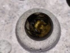 Nesthulp Groot Bijenblok, Lichtgrijs 21 Nesthulp Groot Bijenblok, Lichtgrijs -Tuini Winkel nesthulp groot bijenblok 8