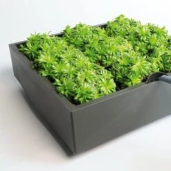 Plantelement Voor Wandmontage -Tuini Winkel plantelement wandmontage 5