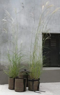 Plantenbak Bacsac - Container Cilindrisch, 10 Liter, Groen/Braun 5 Plantenbak Bacsac - Container Cilindrisch, 10 Liter, Groen/Braun -Tuini Winkel plantenbak bacsac container cilindrisch 2