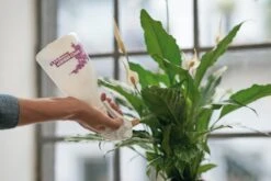 Plantenspuit Met Messing Spuitkop -Tuini Winkel plantenspuit messing spuitkop 3