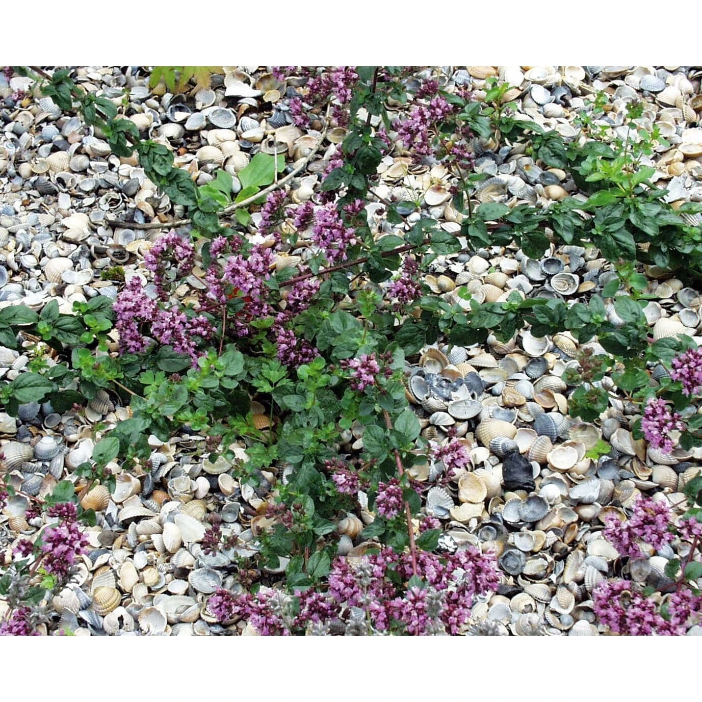 Schelpenmulch 2 Schelpenmulch - Afbeelding 2