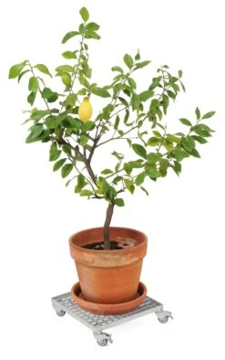 Skwer Rollend Platform -Tuini Winkel skwer rollend platform 2