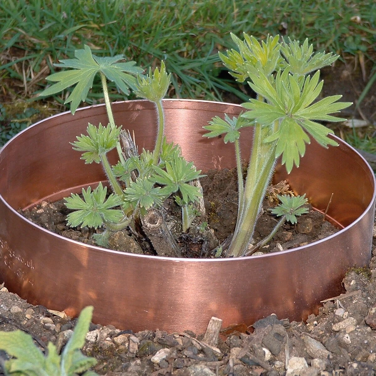 Slakkenring Koper 2 Slakkenring Koper - Afbeelding 2