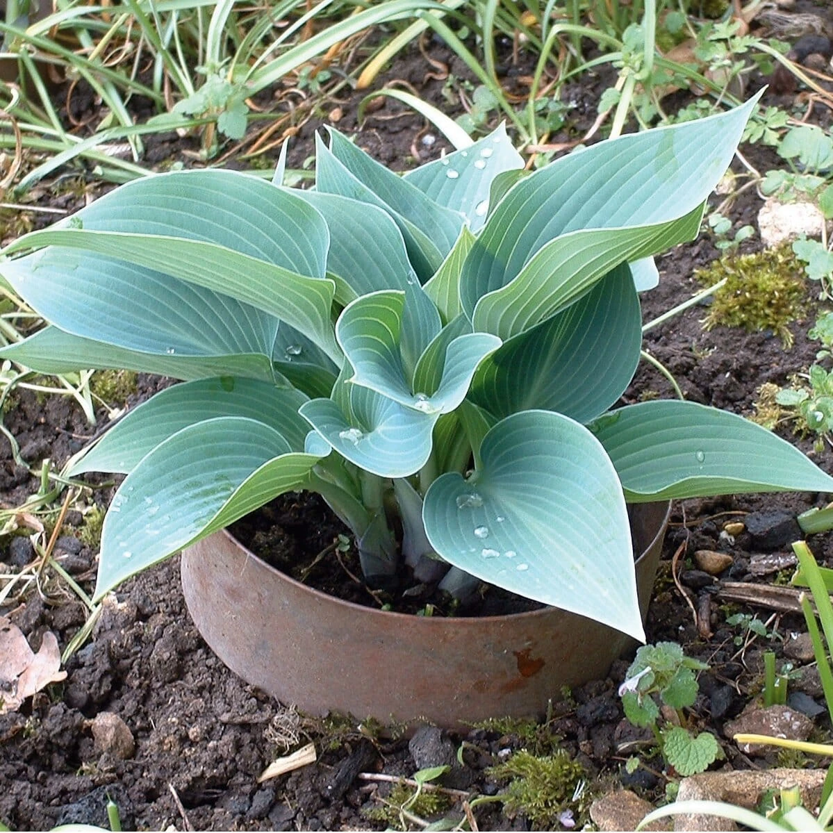 Slakkenring Koper 3 Slakkenring Koper - Afbeelding 3