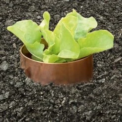 Slakkenring Koper 7 Slakkenring Koper -Tuini Winkel slakkenring koper 3