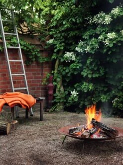 Snijbiet -Tuini Winkel snijbiet 2