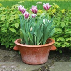 Tulpenpot Terracotta -Tuini Winkel tulpenpot terracotta 2