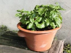 Tulpenpot Terracotta -Tuini Winkel tulpenpot terracotta 3