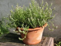 Tulpenpot Terracotta -Tuini Winkel tulpenpot terracotta 4