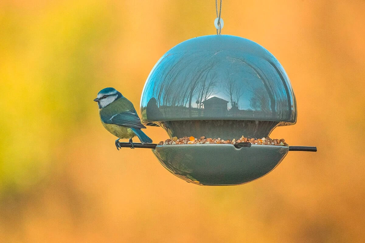 Vogelvoeder Zaad 2 Vogelvoeder Zaad - Afbeelding 2