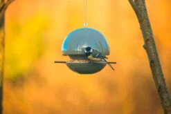 Vogelvoeder Zaad 5 Vogelvoeder Zaad -Tuini Winkel vogelvoeder zaad 2