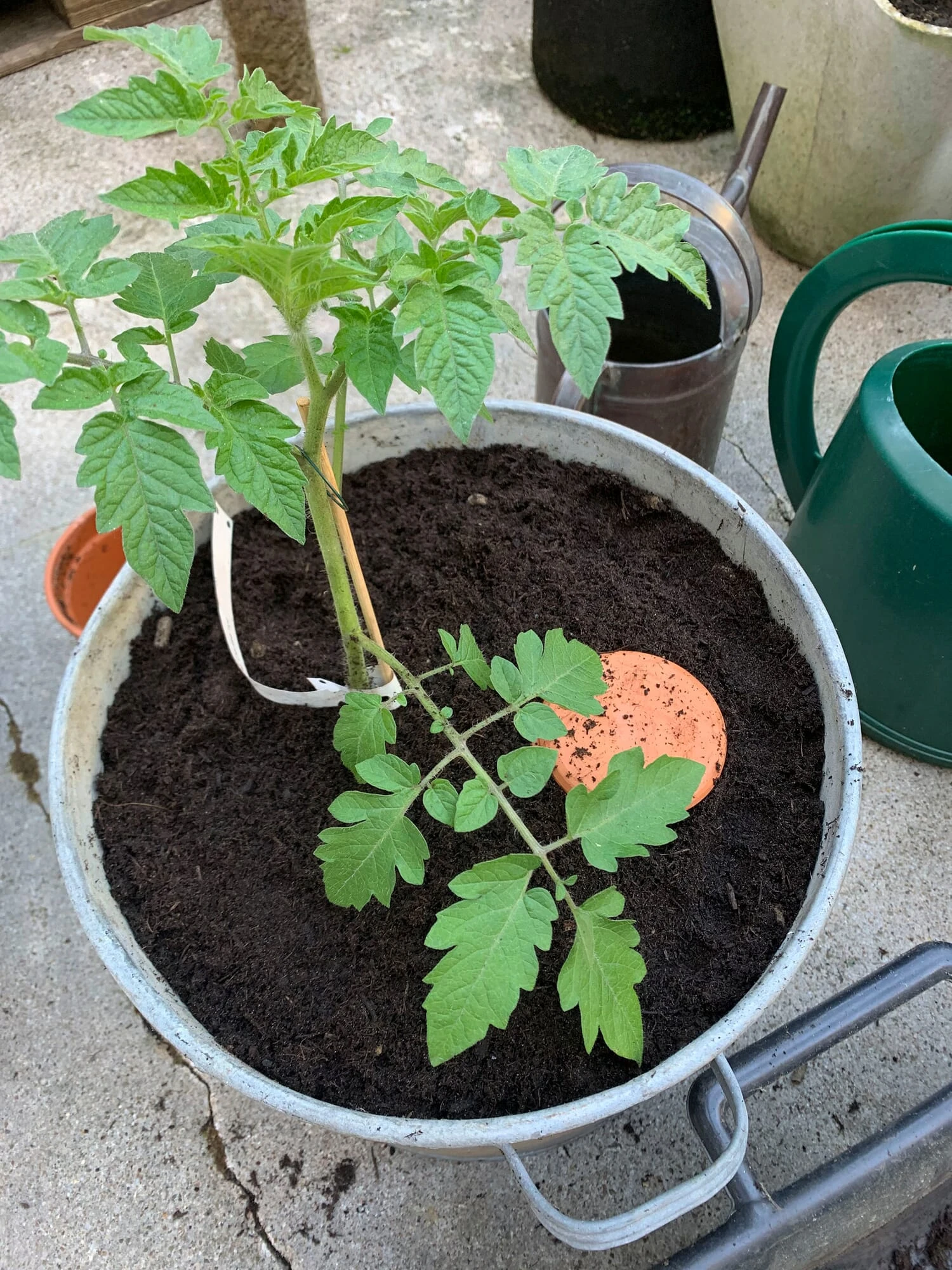 Watergeefpot Voor Plantenbakken 3 Watergeefpot Voor Plantenbakken - Afbeelding 3