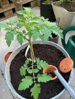 Watergeefpot Voor Plantenbakken 7 Watergeefpot Voor Plantenbakken -Tuini Winkel watergeefpot plantenbakken 3