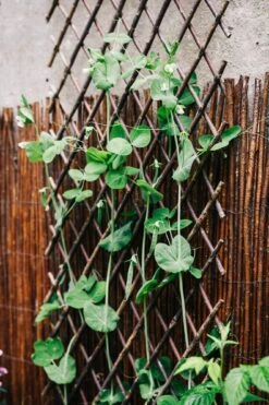 Wilgentralie Flexibel -Tuini Winkel wilgentralie flexibel 3