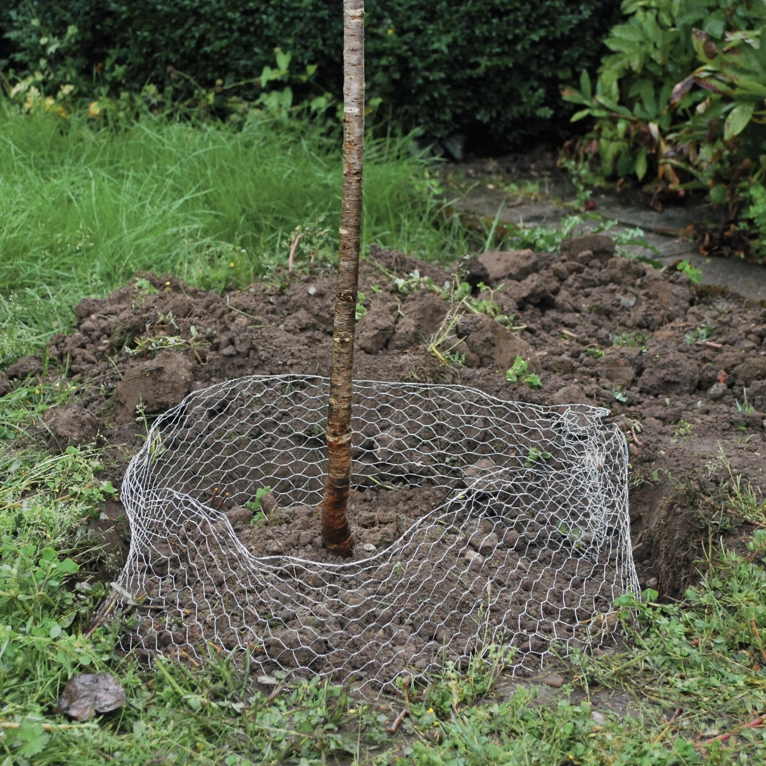 Woelrattenmand Gaas 2 Woelrattenmand Gaas - Afbeelding 2