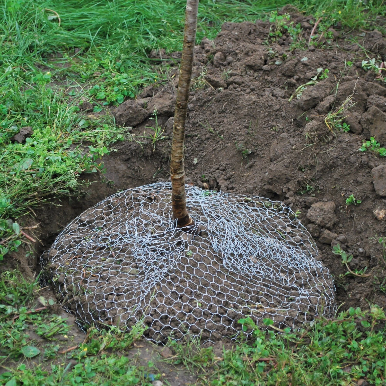 Woelrattenmand Gaas 3 Woelrattenmand Gaas - Afbeelding 3