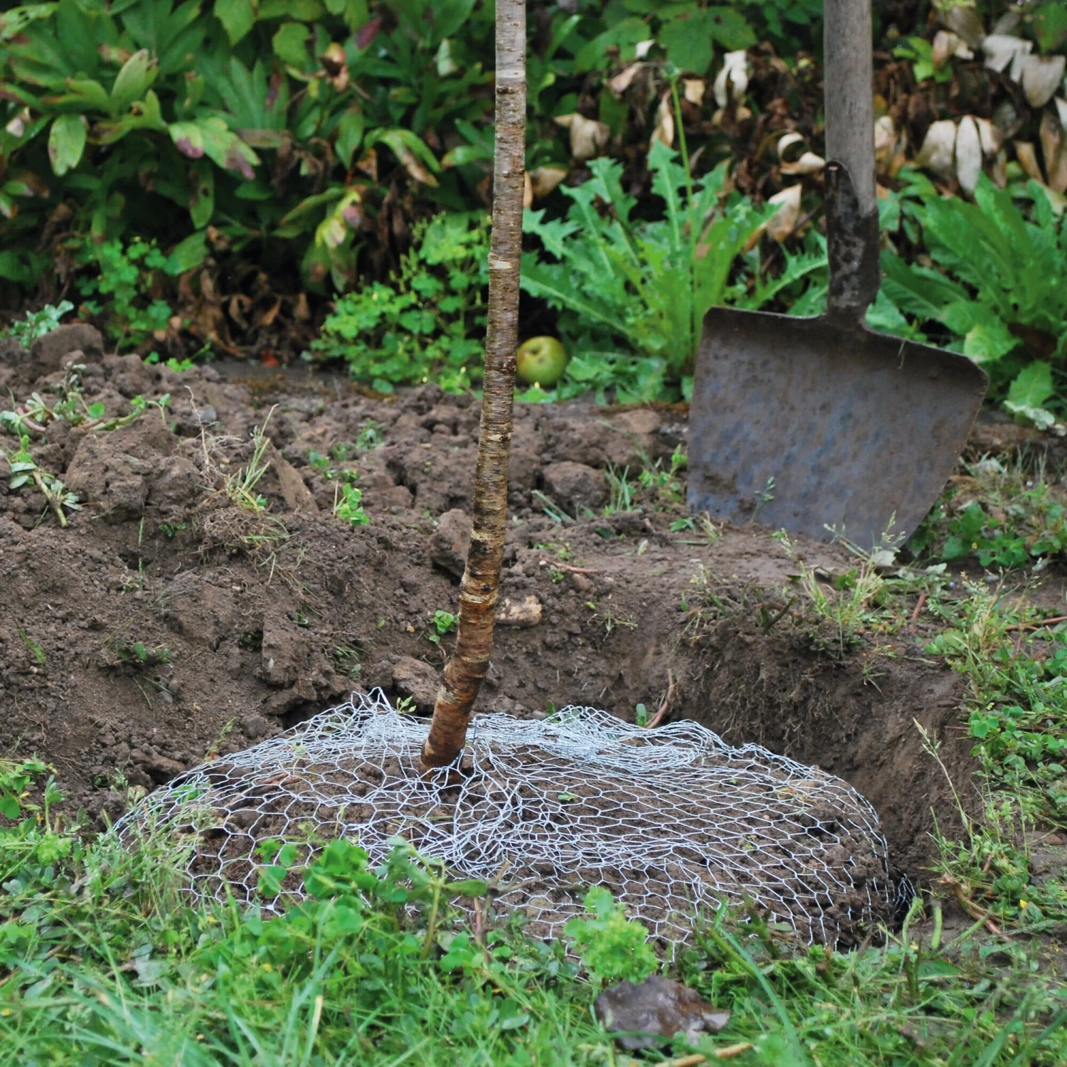 Woelrattenmand Gaas 4 Woelrattenmand Gaas - Afbeelding 4