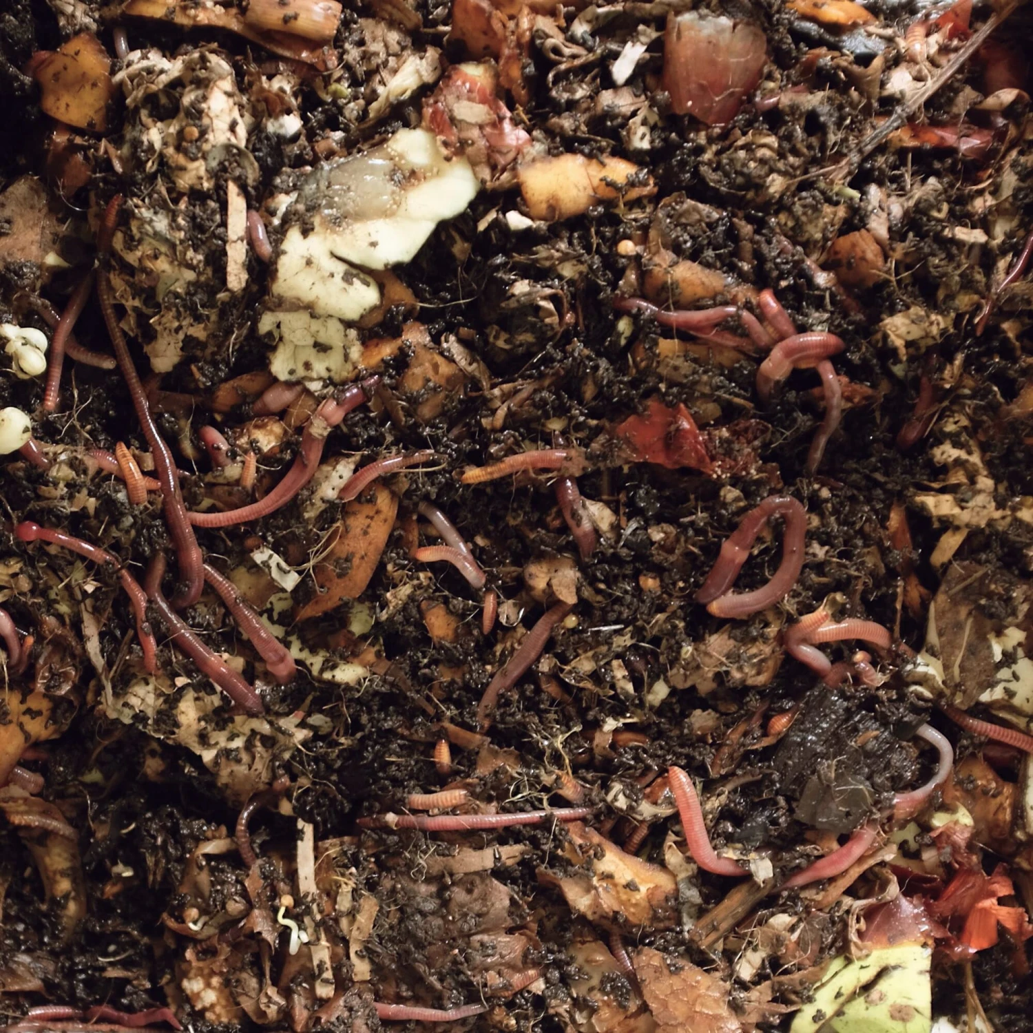 Wormendoos Larikshout Kit 3 Wormendoos Larikshout Kit - Afbeelding 3