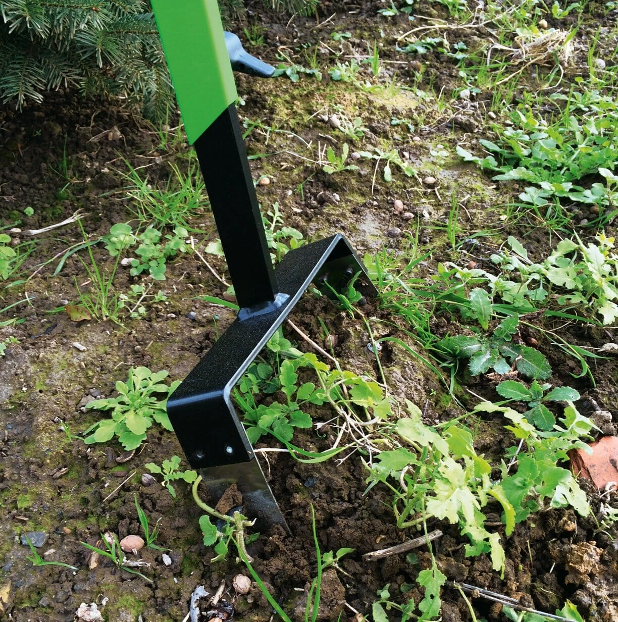 Zweedse Wielhakselaar 3 Zweedse Wielhakselaar - Afbeelding 3