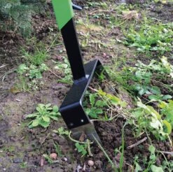 Zweedse Wielhakselaar 7 Zweedse Wielhakselaar -Tuini Winkel zweedse wielhakselaar 3